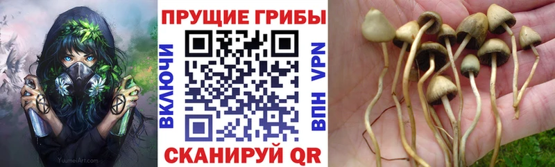 Галлюциногенные грибы GOLDEN TEACHER  Купить где  Гусь-Хрустальный 